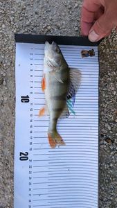 European Perch