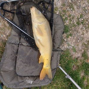 Mirror Carp
