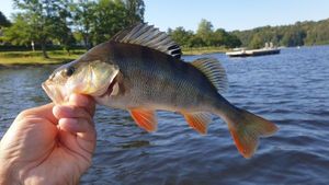 European Perch