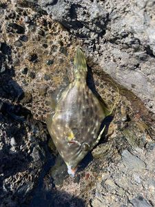 Pesce balestra