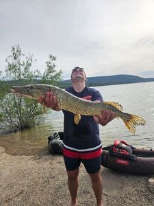 Northern Pike