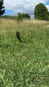 Black Bullhead