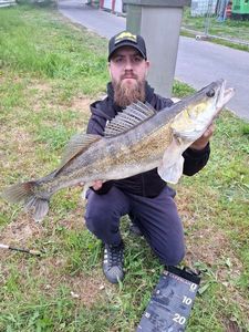 Zander