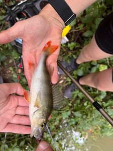 European Perch