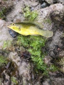 Ballan Wrasse