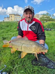 Common Carp
