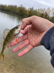 European Perch