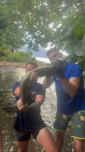 European Eel (Common Eel)