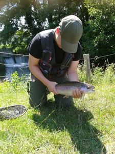 Rainbow Trout