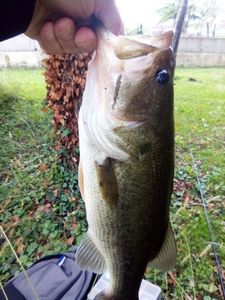 Largemouth Bass