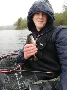 European Perch