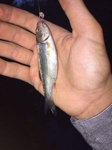 Chub