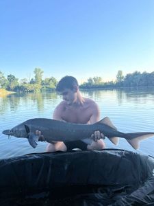 European Sturgeon