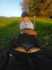 Common Carp