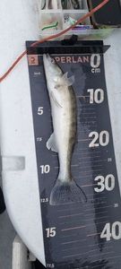 Zander