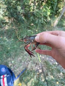 European Lobster