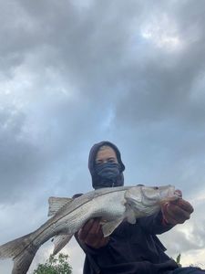 Atlantic Snook