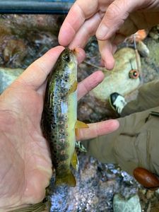 Brown Trout