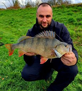European Perch
