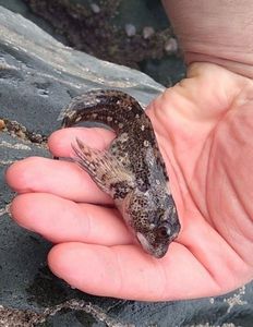 Giant Goby