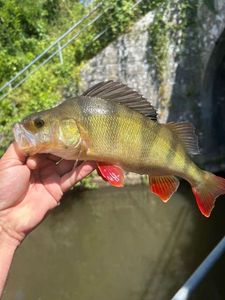 European Perch