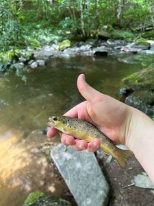 Brown Trout