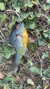 Green Sunfish