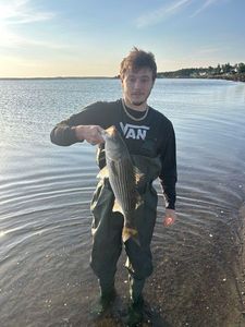 Striped bass