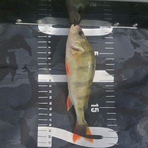 European Perch