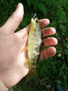 Brown Trout