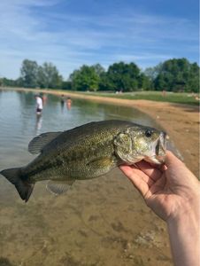 Largemouth Bass