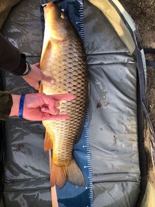 Common Carp