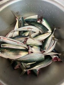 Mackerel