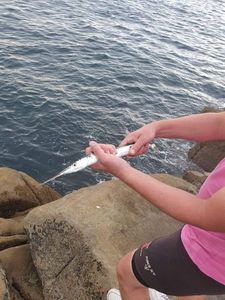 Garfish