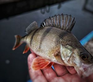 European Perch