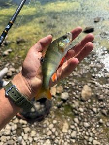 European Perch