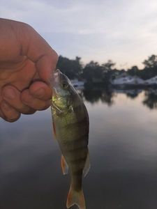 European Perch