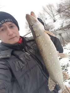 Northern Pike