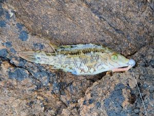 Ballan Wrasse