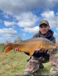 Common Carp