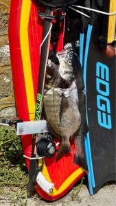 White Seabream