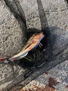 Grey Gurnard