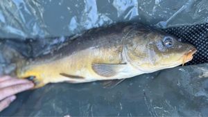 Mirror Carp