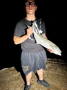 Bluefish