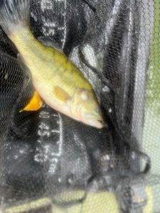Largemouth Bass