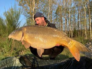 Mirror Carp