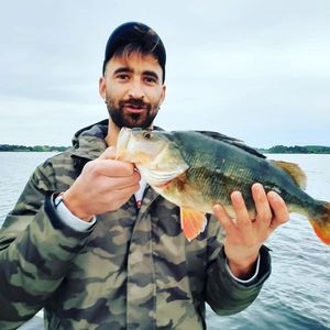 European Perch