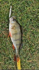 European Perch