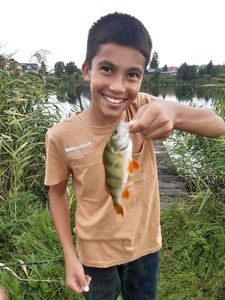 Yellow Perch