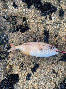 Red Porgy